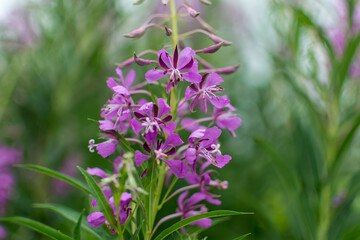 beautiful fireweed flowers and green leaves