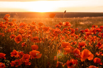 Blurred background. Beautiful field of red poppies in the light of the sunset. Beautiful sunset background