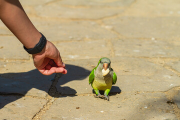 Monk parakeet (Myiopsitta monachus), arm of unrecognizable boy feeding parrot, selective focus.