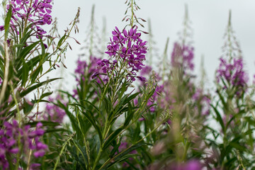 beautiful fireweed flowers and green leaves