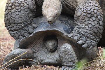 Extreme closeup of two Galapagos Tortoise (Chelonoidis nigra) mating in Galapagos Islands Ecuador.