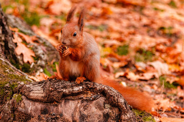 A beautiful redhead squirrel gnawing a nut near