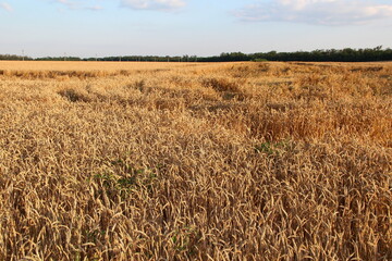 Ripe wheat field at sunset