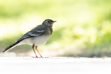 Junge Bachstelze (Jungtier) Motacilla alba