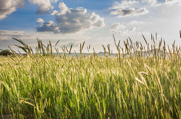 Obraz premium Wheat field, landscape of agricultural grain crops and blue sky with white clouds in the morning ando mountains on the background, panoramic vista