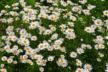 Fototapeta premium Wild daisy flowers growing on summer green meadow. White flowers with a yellow center