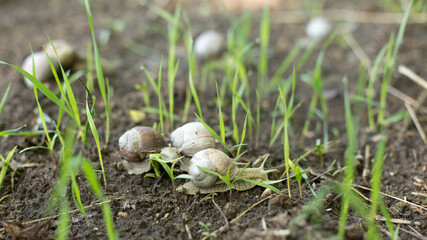 Snails in an early spring morning looking for moisture and nutrition