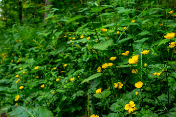 National Forest in England Hoar Cross