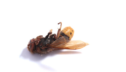 Dead hornet insect dieback species protection nature conservation