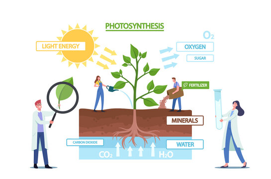 Tiny Scientists at Photosynthesis Infographics Presenting Changes Sunlight Into Chemical Energy, Splits Water to Oxygen