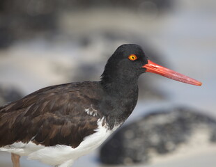 Closeup side on portrait of Lava Gull (Larus fuliginosus) red eye staring at camera Galapagos Islands