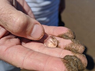 A Sea Gooseberry held loosely in fingers