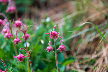 pink flowers in the garden