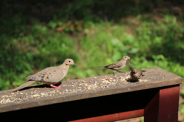 Animals outside eating in the daytime.