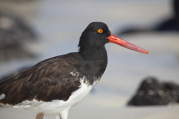 Closeup side on portrait of Lava Gull (Larus fuliginosus) with red eye staring at camera Galapagos Islands