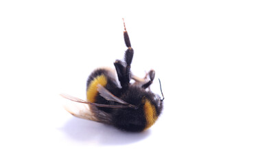 Dead bumblebee insect death nature conservation