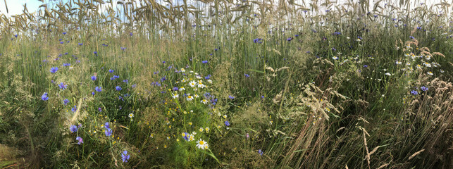 Chamomile and cornflowers in field of corn. Netherlands. Panorama.