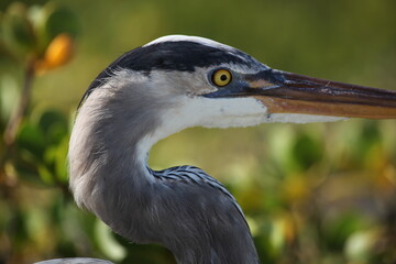 Side on portrait of Great blue Heron (Ardea herodias) sitting in mangroves Galapagos Islands