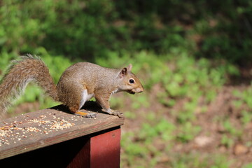 Animals outside eating in the daytime.