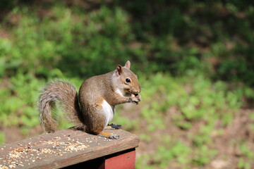 Animals outside eating in the daytime.