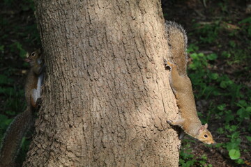 Animals outside eating in the daytime.