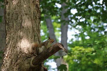 Animals outside eating in the daytime.