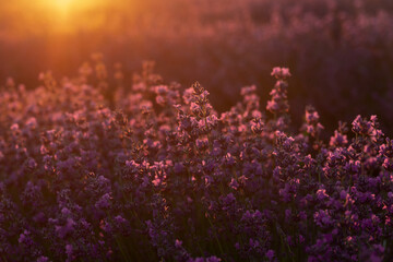 Fototapeta na wymiar Blurred background. Beautiful lavender floral background. Beautiful lavender field on a summer day in the rays of the dawn sun.