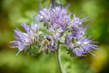 Closeup macro of a bee collecting honey from lacy phacelia, blue tansy or purple tansy (Phacelia tanacetifolia) flower on a beautiful summer field