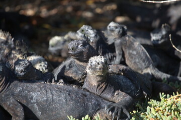 Group of Marine Iguanas (Amblyrhynchus cristatus) huddled together over rocks Galapagos Islands
