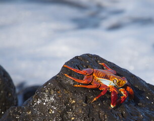 Closeup of a large Sally Lightfoot Crab (Grapsus grapsus) resting on rocks Galapagos Islands