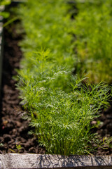 dill's sprouts