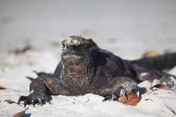 Head on portrait of Marine Iguana (Amblyrhynchus cristatus) laying in sand on Galapagos Islands