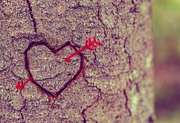 Shape of heart with arrow on tree trunk in nature. - Powered by Adobe