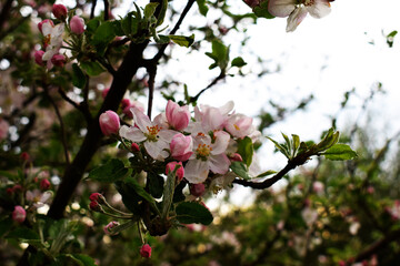 Beautiful flowers