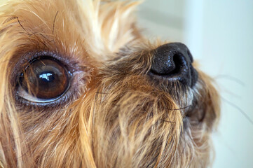 dog yorkshire terrier close-up macro muzzle