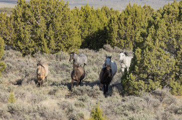 Herd of Wild Horses in the Utah Desert
