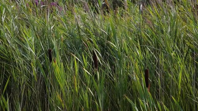 Bulrush Grasses Blowing in the Wind, County Wicklow