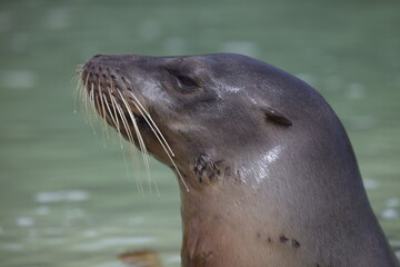 Obraz premium Closeup side on portrait of Galapagos Fur Seal (Arctocephalus galapagoensis) with head sticking out of water Galapagos Islands, Ecuador