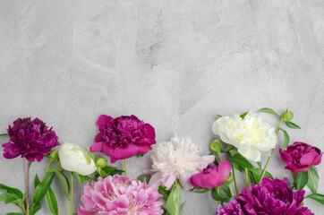 Blank for a greeting card. Floral background with place for text. Peony flowers on a concrete background, top view, copy space