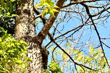 Paineira tree trunk (Ceiba Speciosa)