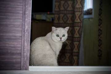 adult cat pedigree Scottish chinchilla straight ears