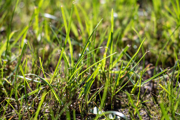 grass close-up sunshine sunlight