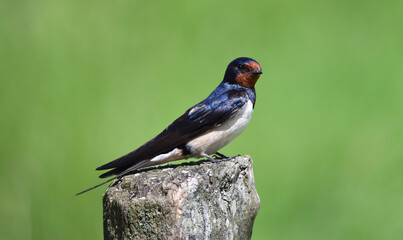 Rauchschwalbe im Fr&uuml;hling 