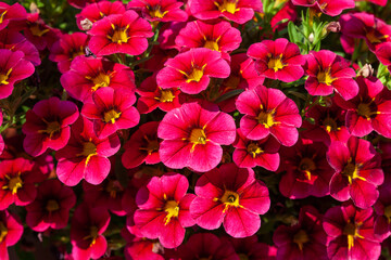 floral background with red calibrachoa flowers with yellow throat in green foliage. Summer flower...