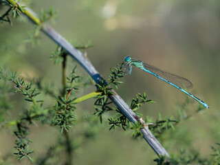 Damselfly in their natural environment.