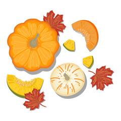 hand-drawn flat Lay, Food knolling style vector illustration of  ingredient, isolated on white background. Autumn vegan ingredient; sliced orange and white pumpkin with red maple leaves