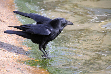 A close up of a Carrion Crow