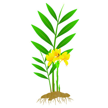 Zingiber officinale ginger plant with roots on a white background.