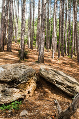 Fototapeta premium White birch tree grove in the rocky mouintinas.