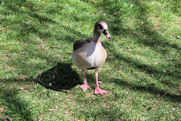 A close up of an Egyptian Goose